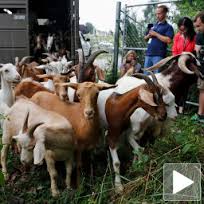 УЖАСНО: Мерцедесом прегазио 10 коза