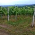 EU konkurs za poljoprivrednike na jugu Srbije - opremanje gazdinstva i zasad voća