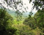 Ekološka katastrofa na pomolu: Zeleni upozoravaju na nelegalnu seču šume