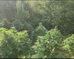 Marihuana i kanabis u okolini Prokuplja