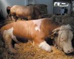 Celu noć iz bunara spasavali bika od 800 kilograma