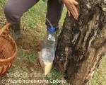 Vlasina: Sakupljanje soka bele breze