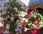 Цвеће и лековито биље: "Сајамски дани у Нишу"