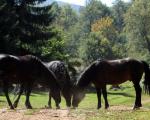 Дивљи коњи - последњи чувари Суве планине