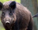 Odstreljeno 80 divljih svinja u Toplici, lov produžen