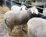Drama kod Vranja: Zbog ovce stao međunarodni voz