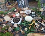 Loša godina za gljivarenje ali čekamo kišu