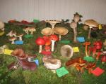 Izložba gljiva