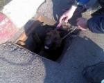 Novi slučaj brutalnog zlostavljanja životinja: Lancima i žicom vezao psa u šaht