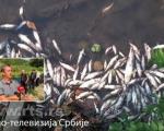 Масовни помор рибе у Топлици, ненадокнадива штета