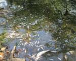 Помор рибе у реци Топлици