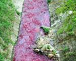 Pocrvenela Sobinska reka u Vranju