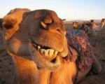 Razvoj turizma na lebanski način: Opština kupuje dve kamile
