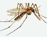 Од сутра запрашивање комараца