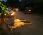 Nišlije zgrožene - Ostavili konja da, u mukama, ugine na ulici