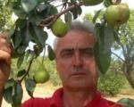 Bizarno: Jabuka rodila na stablu kruške