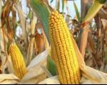 Dani polja kukuruza - koji hibridi daju najbolje prinose