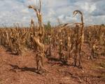 Љајић у Сокобањи: Држава ће ако треба реаговати са робним резервама због суше и града