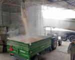 Proizvođačima mlečnih krava u Toplici na poklon 323.040 kilograma merkantilnog kukuruza
