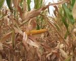 Суша однела 15 одсто рода кукуруза