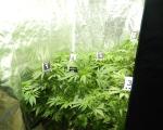 Пронађена лабораторија марихуане у Алексинцу