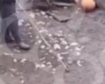 Uznemirujući snimak iz Dimitrovgrada: Sa više udaraca štapom usmrtila psa (VIDEO)