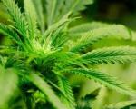 У Дољевцу откривена лабораторија марихуане