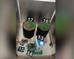 Zaplena marihuane i opreme za uzgoj u Sokobanji