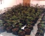 254 стабљика, око 5.100 грама лишћа и 370 грама сасушене марихуане у Сокобањи