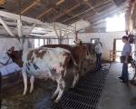 Побољшан квалитет млека у Топлици