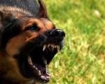 Agresivni i gladni psi terorišu Prokupčane