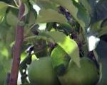 Organske jabuke sa plantaže kod Vladičnog Hana