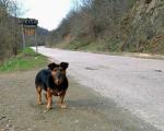 Pas već godinu dana čeka vlasnika na seoskoj stanici kod Kuršumlije