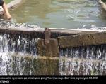 Trgovište: Krivična prijava zbog zagađenja reke Tripušnice i uginuća 13.000 pastrmki