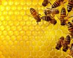 Podrška mladim pčelarima