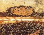 Voćari uništili pčele u preko 400 košnica