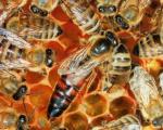 Seminar u Bujanovcu "Pčela ne poznaje granice"