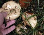 Тровање печуркама