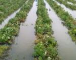 Haos u Leskovcu: Kukuruz, pešnica i povrće pod vodom