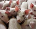 U Nišu otvoren Regionalni centar za sprečavanje pojave bolesti svinjske kuge