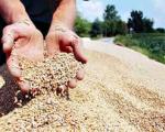 Da li je domaća pšenica skupa
