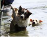 И они имају душу: Донације за псе угрожене у поплавама