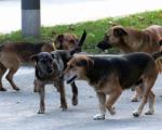 Psi opet napadaju u Nišu: Pet ujeda za 24 časa