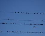 Због птица у Нишу струја нестаје у Лесковцу