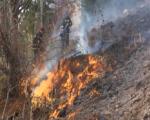 У пожару на Старој планини изгорело 100 хектара ниског растиња и борова - пожар локализован