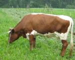 Krava u potrazi za bikom pobegla sa Kosova u Kuršumliju