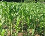 Семенски кукуруз