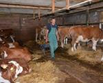 Kako će domaći stočari "preživeti" ukidanje takse na uvoz mleka?
