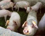 Европске свиње уништиле српске сељаке