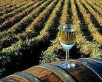 Топлички виногради почели изградњу винарије